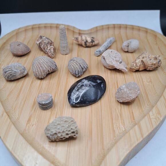 Orthoceras Ancient Aquatic Fossil Bundle, 86G - Picture 2 of 4